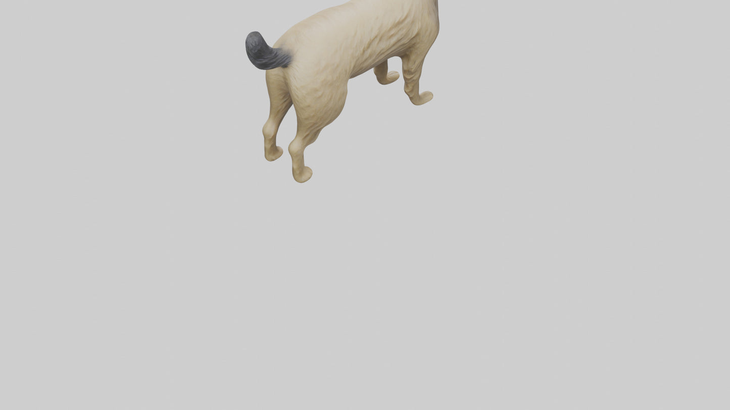 3D model Cairn Terrier standing model VR / AR / low-poly