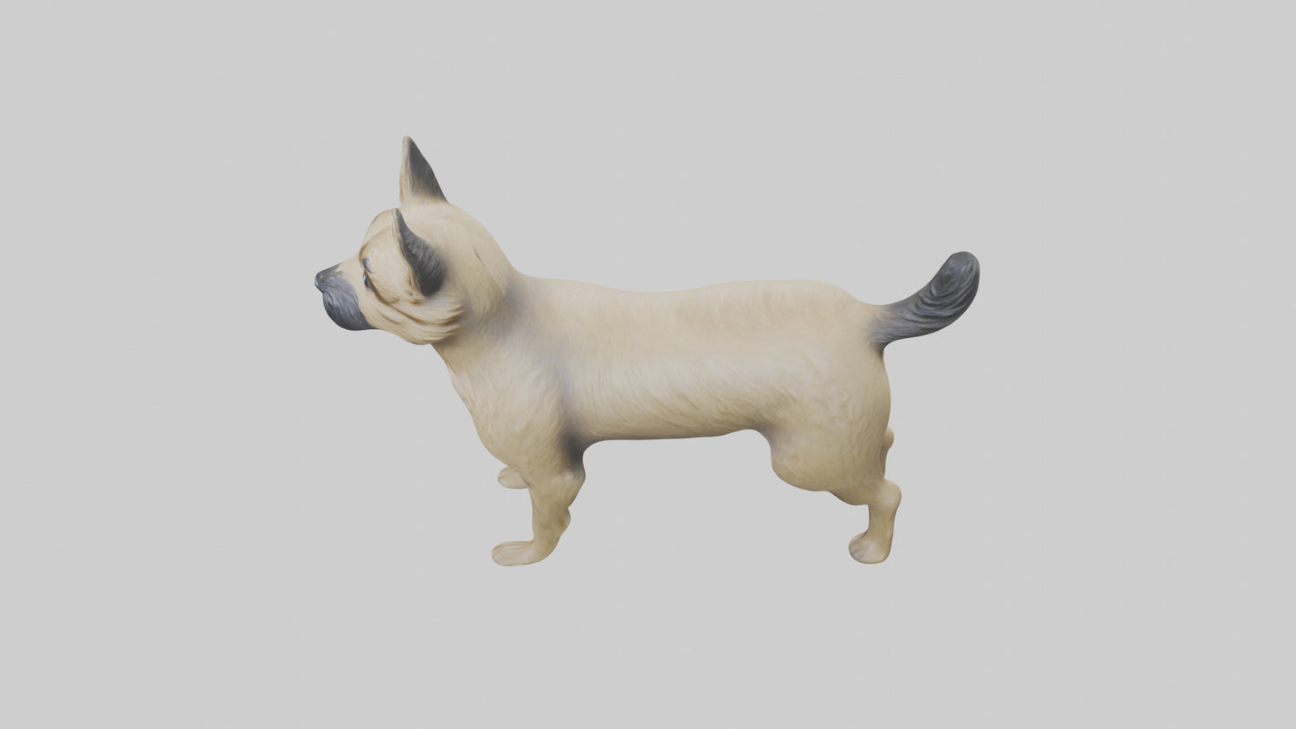 3D model Cairn Terrier standing model VR / AR / low-poly