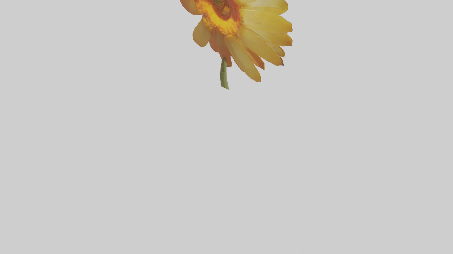 3D model Calendula model VR / AR / low-poly