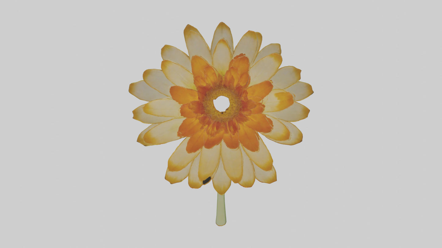 3D model Calendula model VR / AR / low-poly