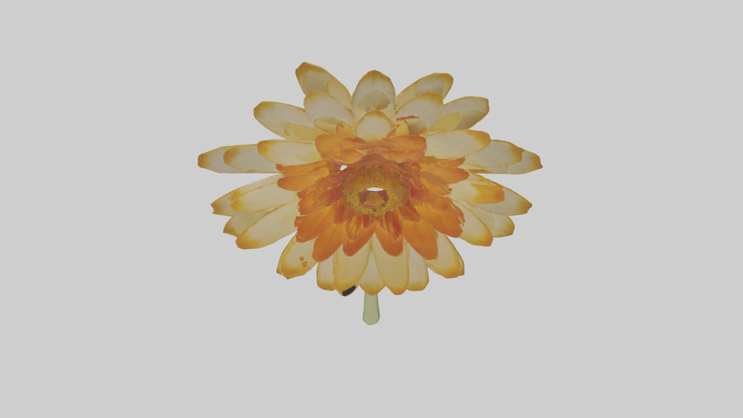 3D model Calendula model VR / AR / low-poly