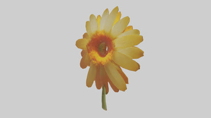 3D model Calendula model VR / AR / low-poly