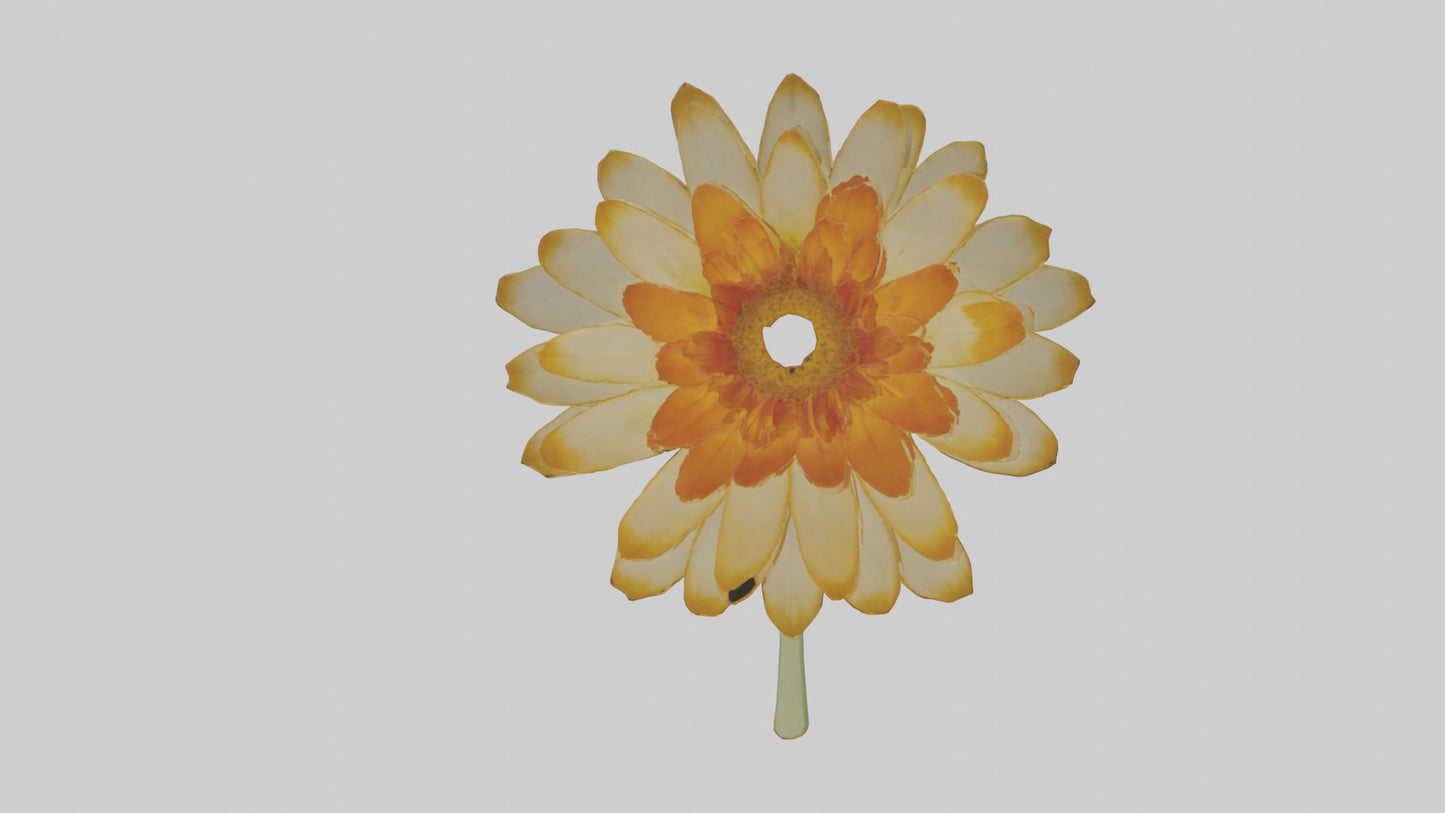 3D model Calendula model VR / AR / low-poly