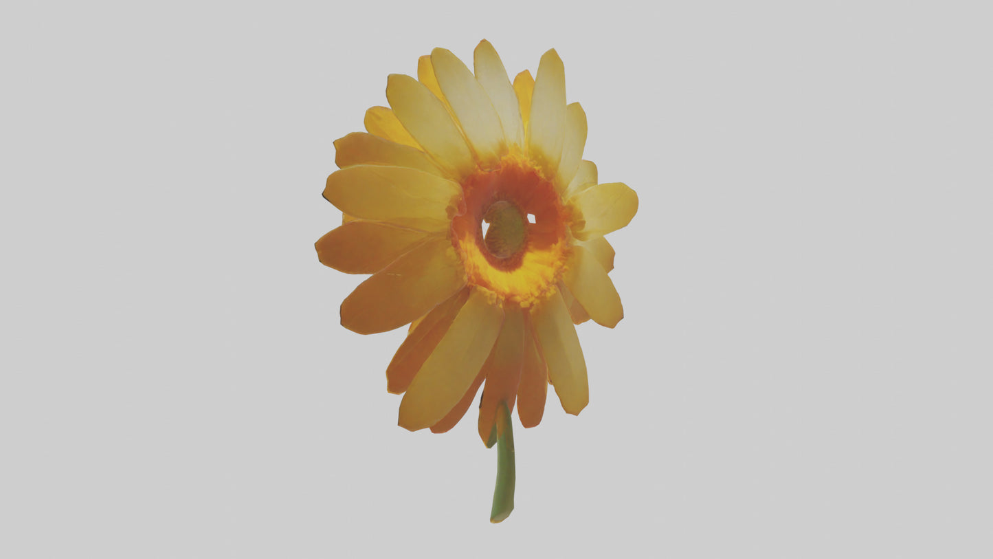 3D model Calendula model VR / AR / low-poly
