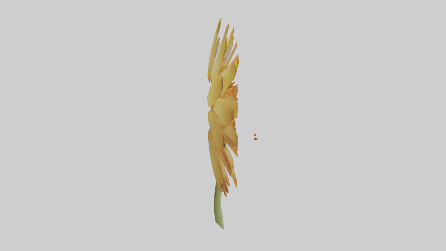 3D model Calendula model VR / AR / low-poly
