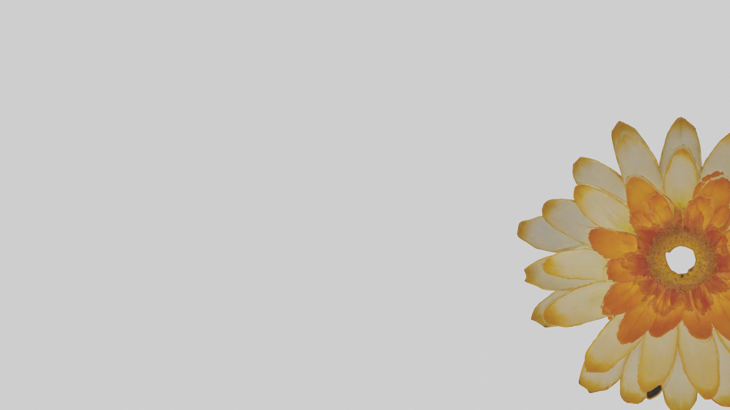 3D model Calendula model VR / AR / low-poly