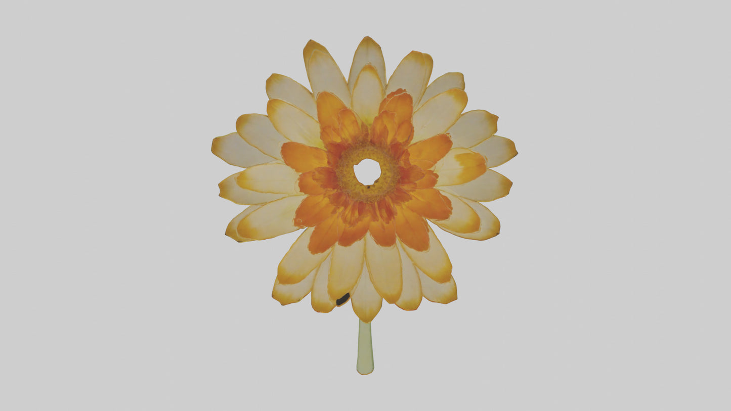 3D model Calendula model VR / AR / low-poly
