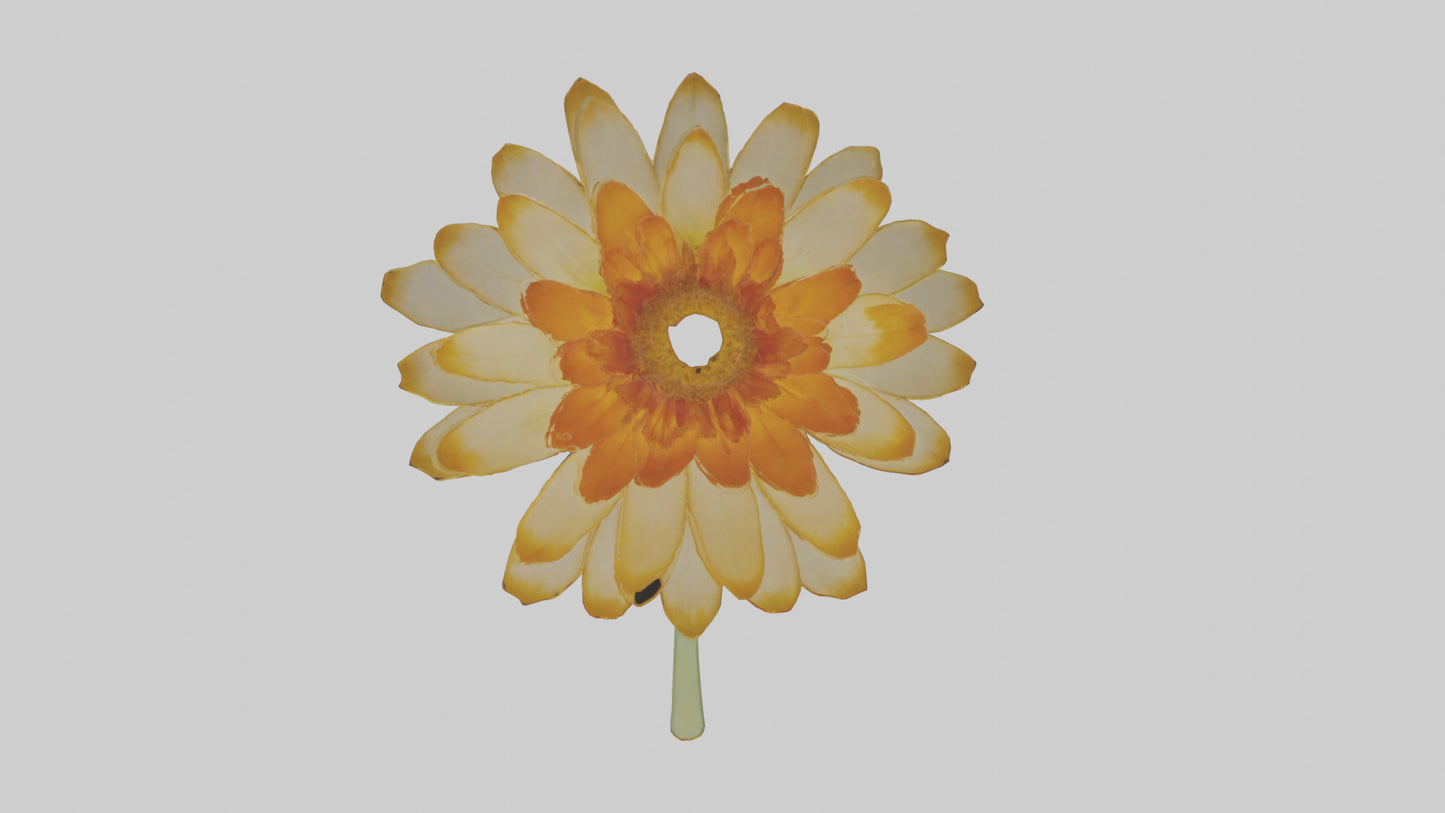 3D model Calendula model VR / AR / low-poly
