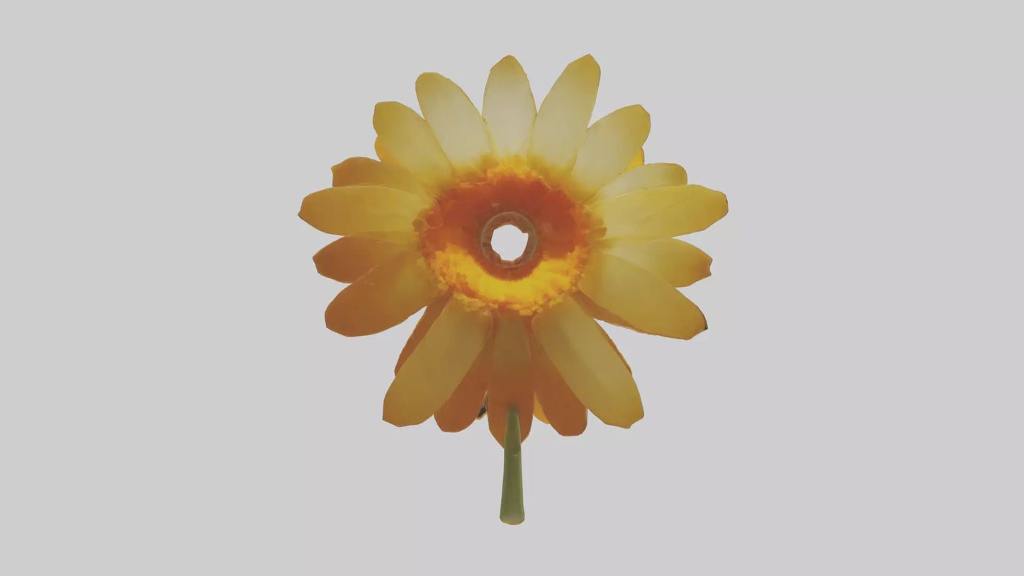 3D model Calendula model VR / AR / low-poly
