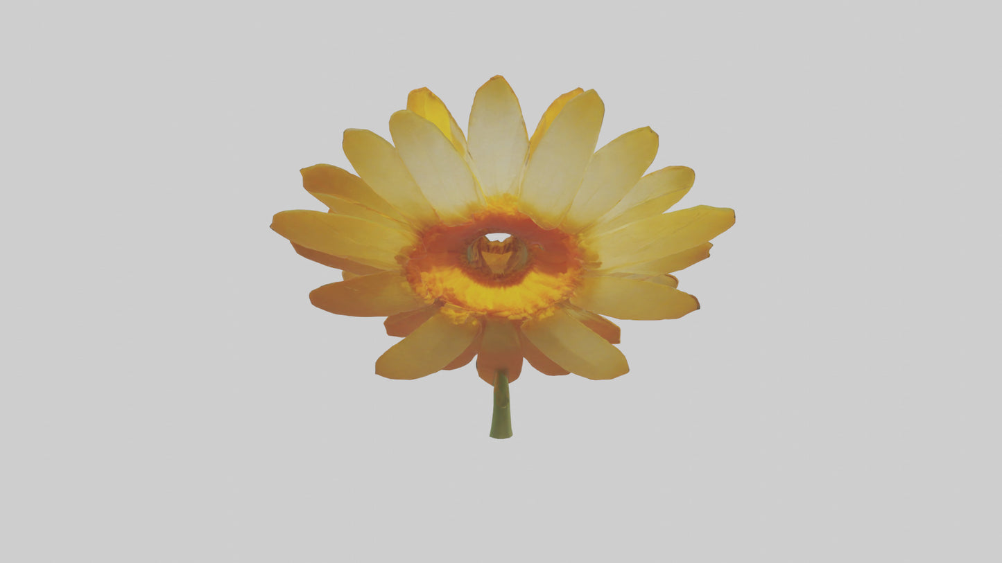 3D model Calendula model VR / AR / low-poly