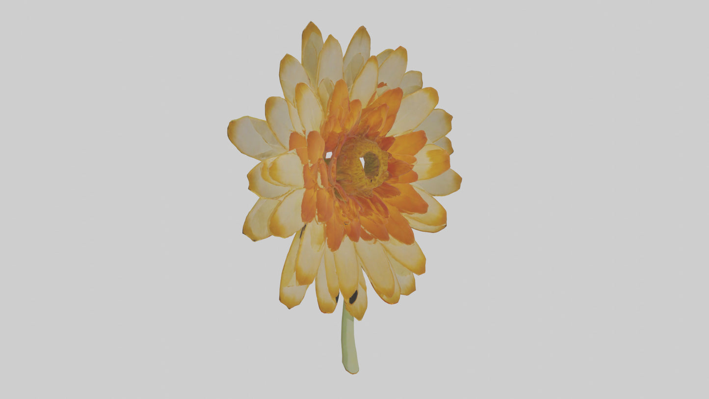 3D model Calendula model VR / AR / low-poly