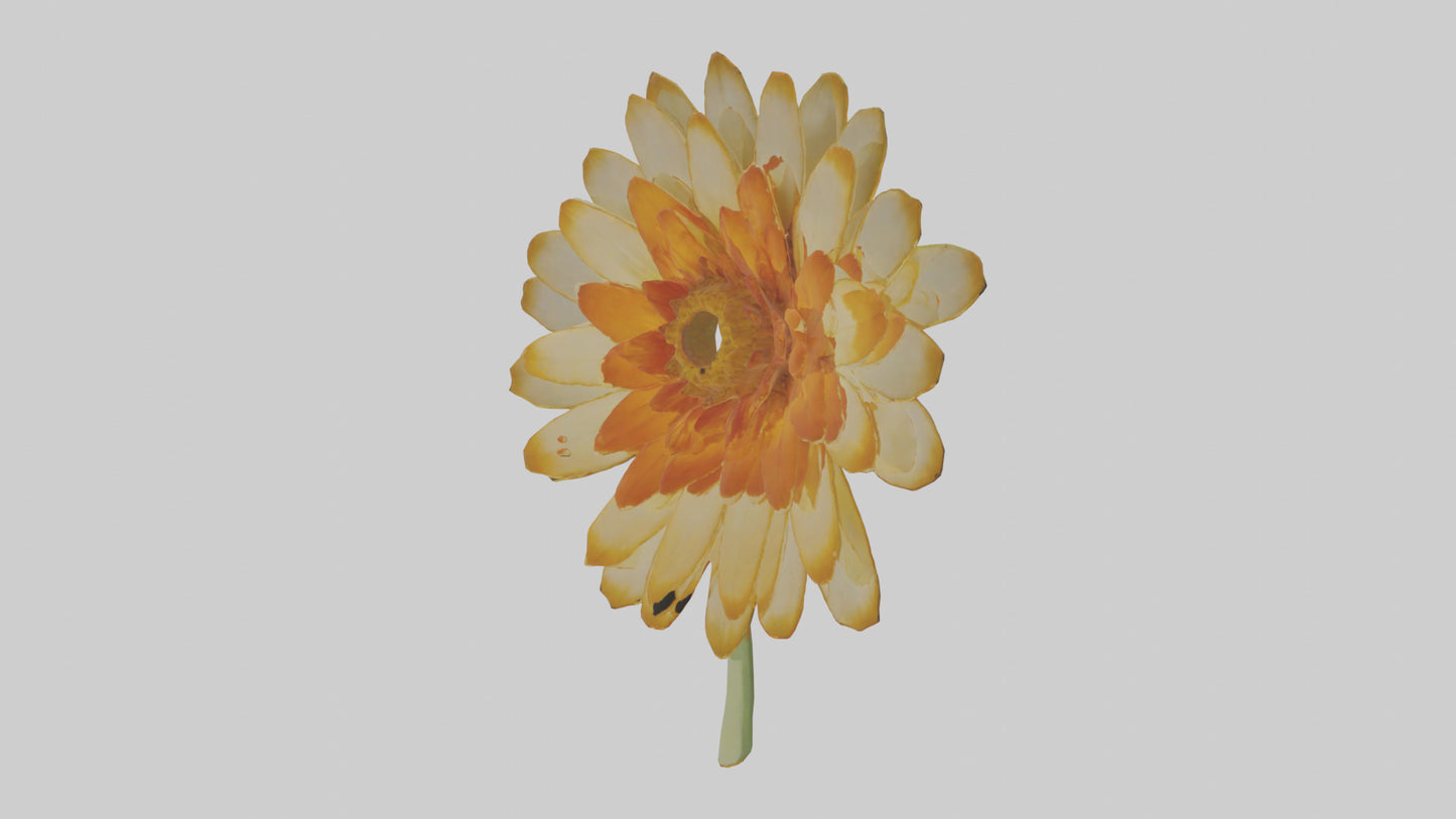 3D model Calendula model VR / AR / low-poly