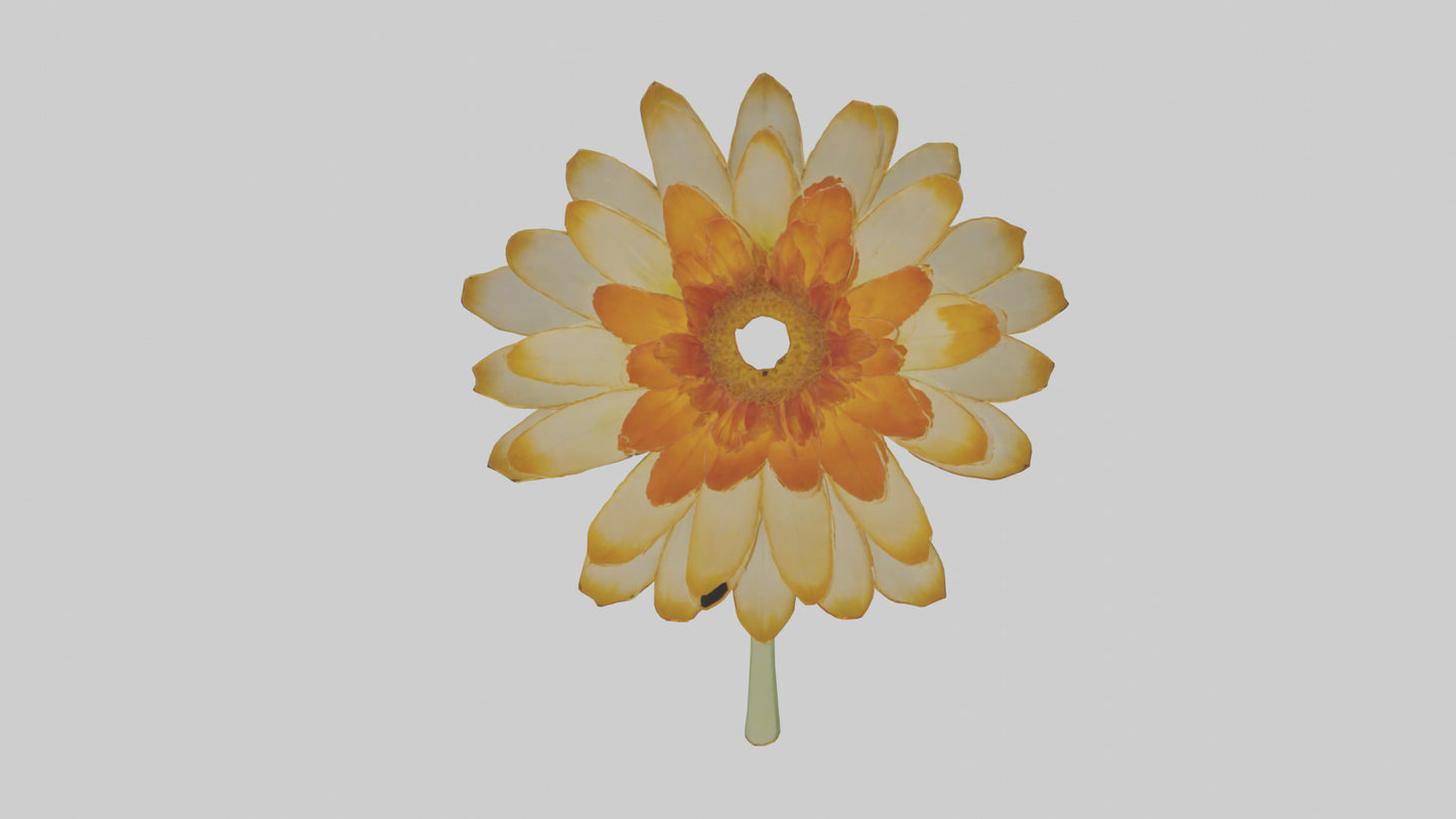 3D model Calendula model VR / AR / low-poly