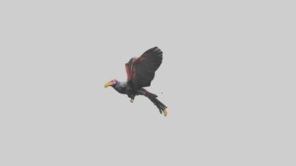 3D model California Condor gliding model VR / AR / low-poly