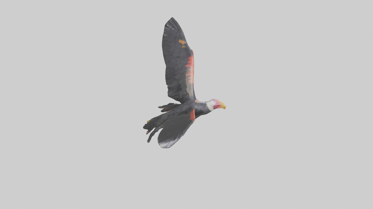 3D model California Condor gliding model VR / AR / low-poly