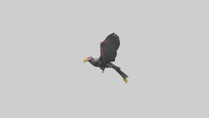 3D model California Condor gliding model VR / AR / low-poly