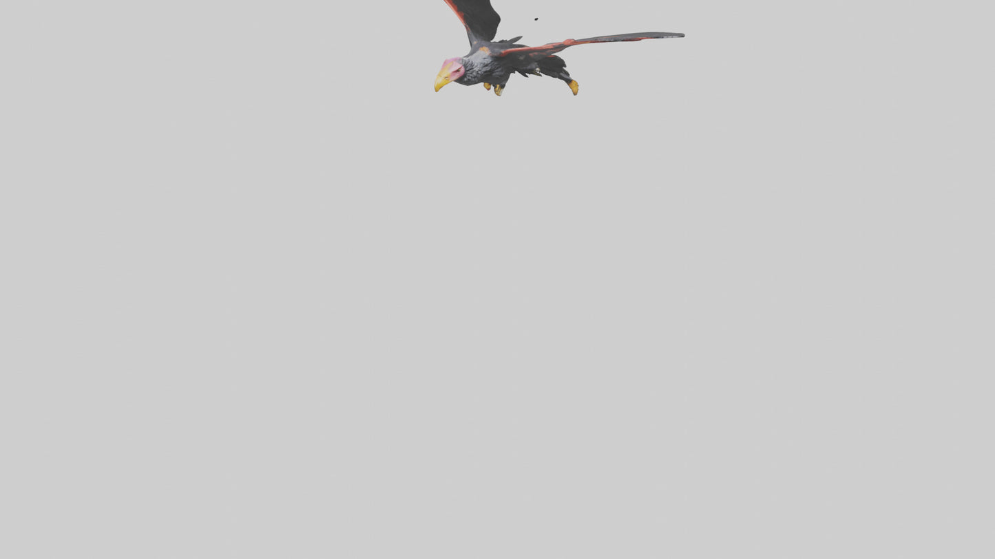 3D model California Condor gliding model VR / AR / low-poly