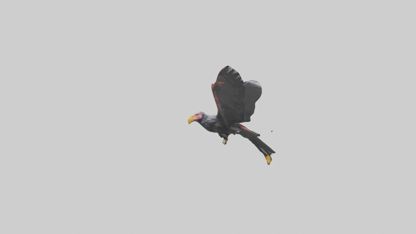 3D model California Condor gliding model VR / AR / low-poly