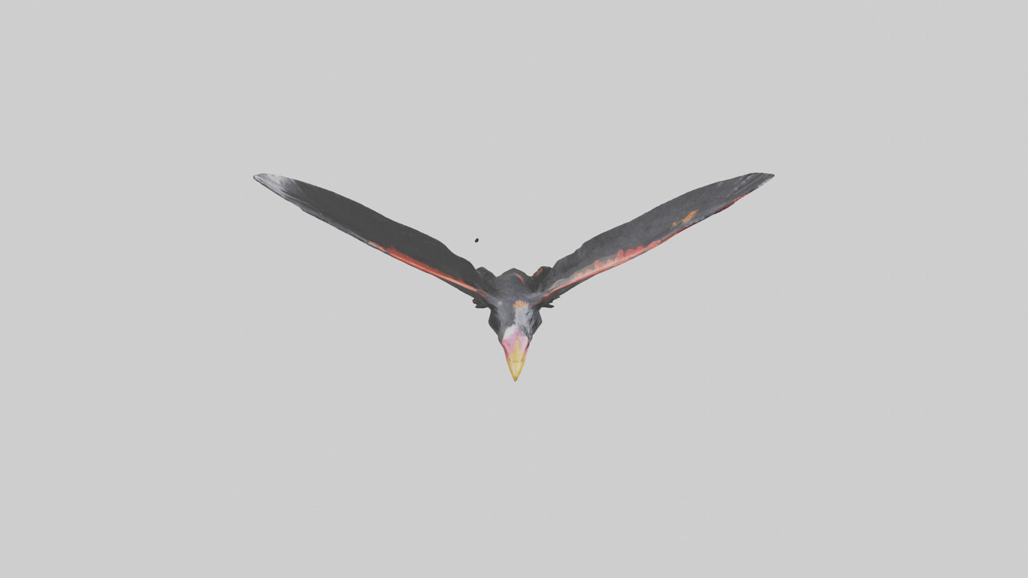 3D model California Condor gliding model VR / AR / low-poly