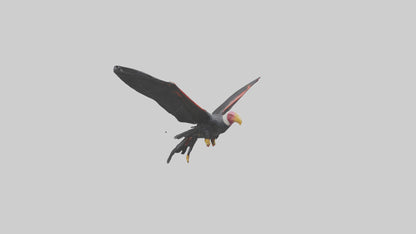 3D model California Condor gliding model VR / AR / low-poly