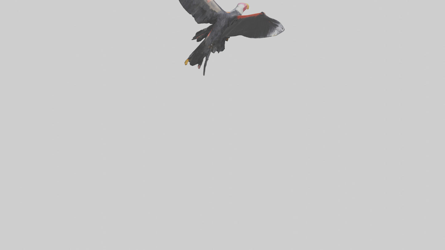 3D model California Condor gliding model VR / AR / low-poly