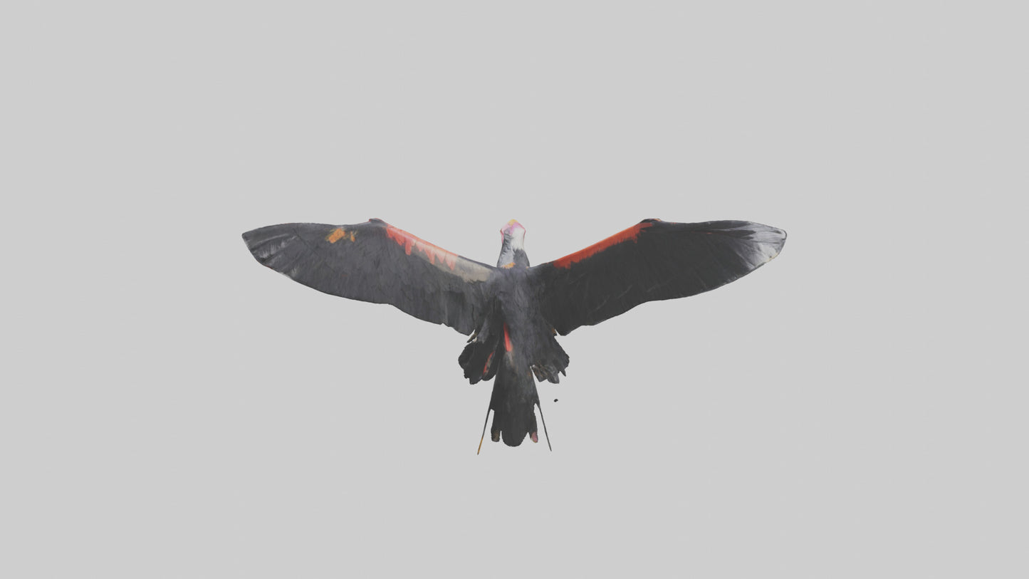 3D model California Condor gliding model VR / AR / low-poly