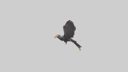 3D model California Condor gliding model VR / AR / low-poly