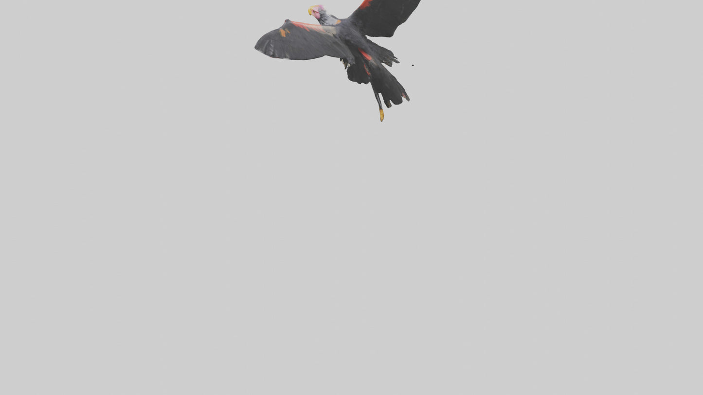 3D model California Condor gliding model VR / AR / low-poly