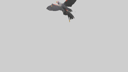 3D model California Condor gliding model VR / AR / low-poly