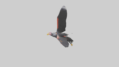 3D model California Condor gliding model VR / AR / low-poly
