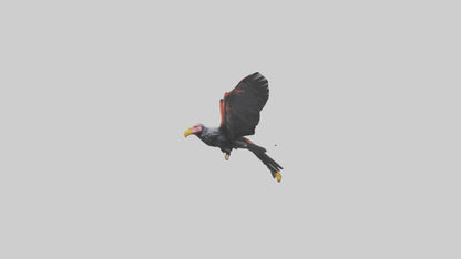 3D model California Condor gliding model VR / AR / low-poly