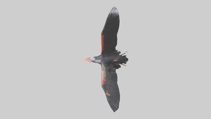 3D model California Condor gliding model VR / AR / low-poly
