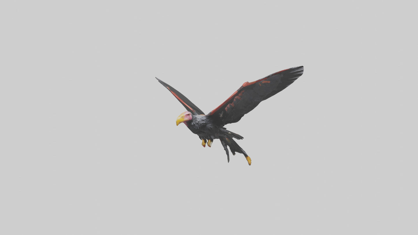 3D model California Condor gliding model VR / AR / low-poly
