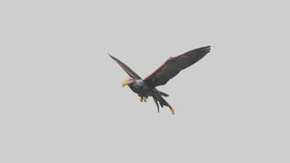 3D model California Condor gliding model VR / AR / low-poly