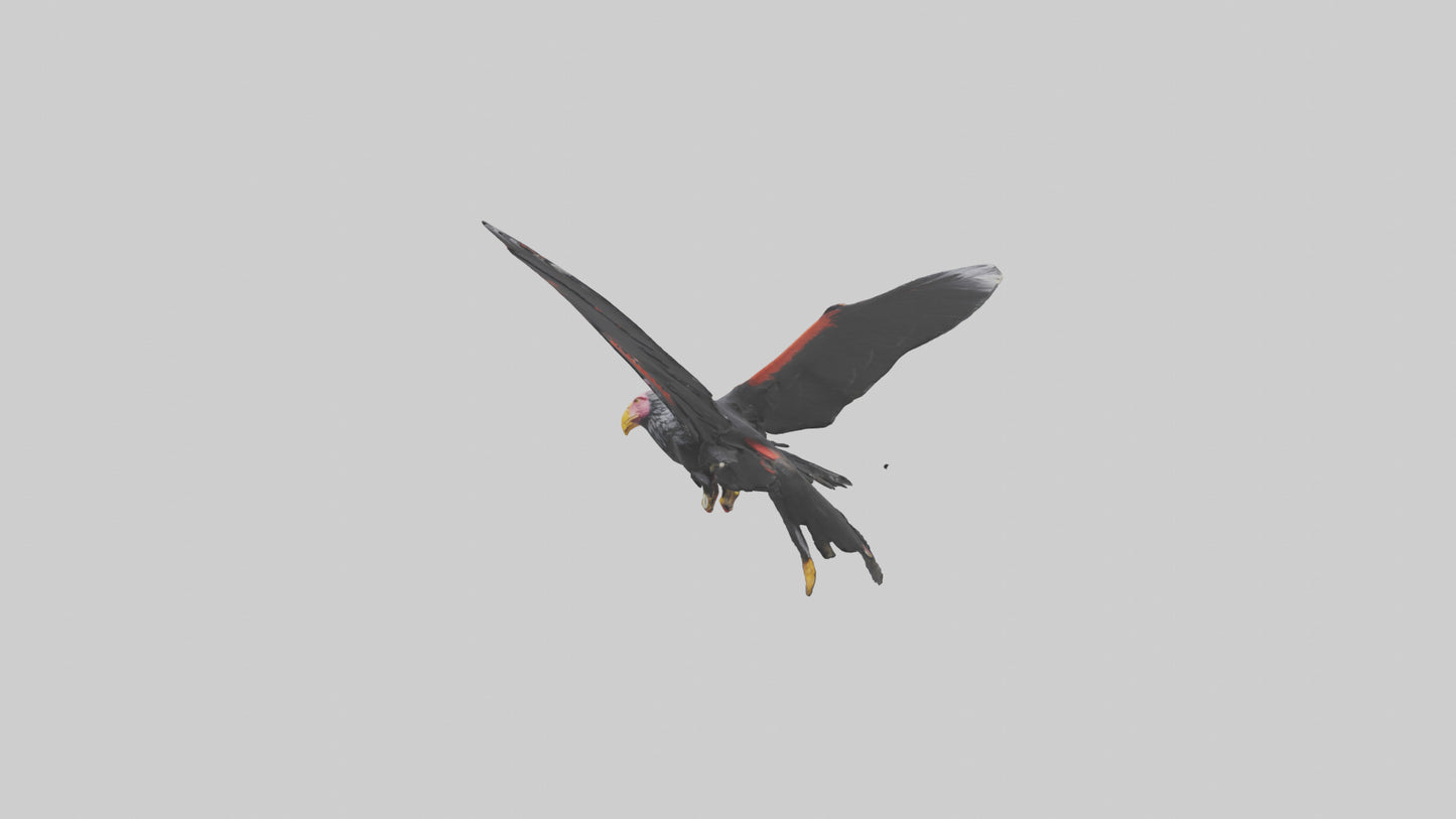 3D model California Condor gliding model VR / AR / low-poly