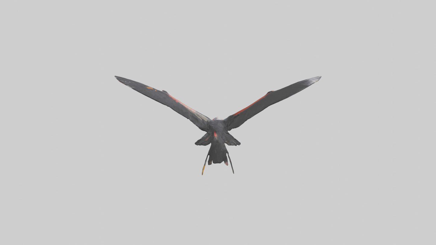 3D model California Condor gliding model VR / AR / low-poly