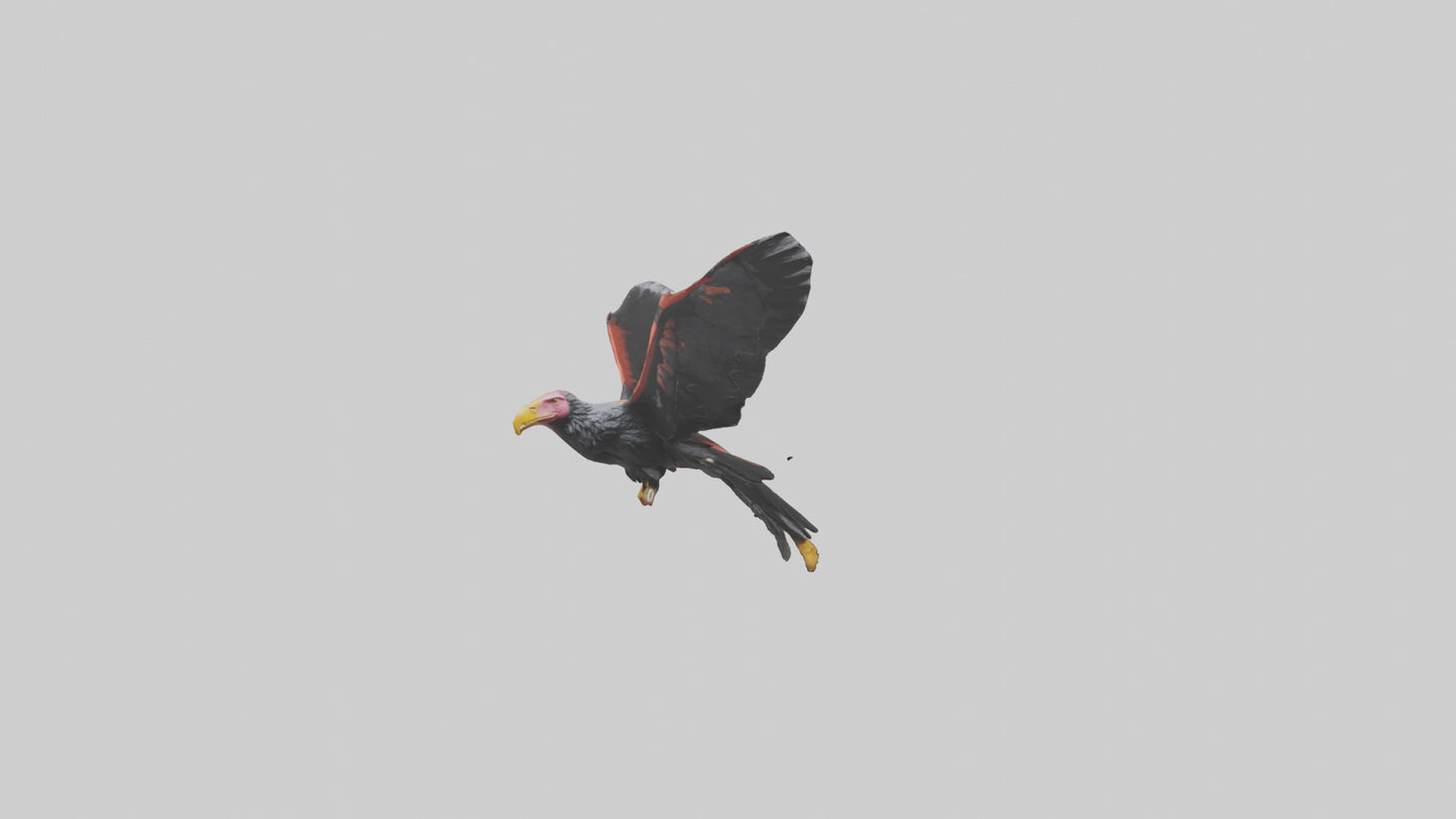 3D model California Condor gliding model VR / AR / low-poly