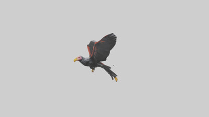 3D model California Condor gliding model VR / AR / low-poly
