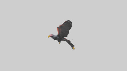 3D model California Condor gliding model VR / AR / low-poly