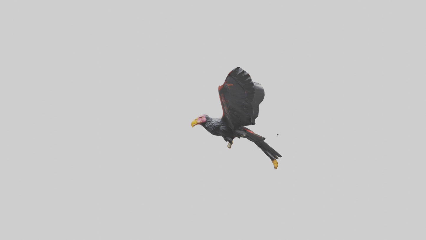 3D model California Condor gliding model VR / AR / low-poly