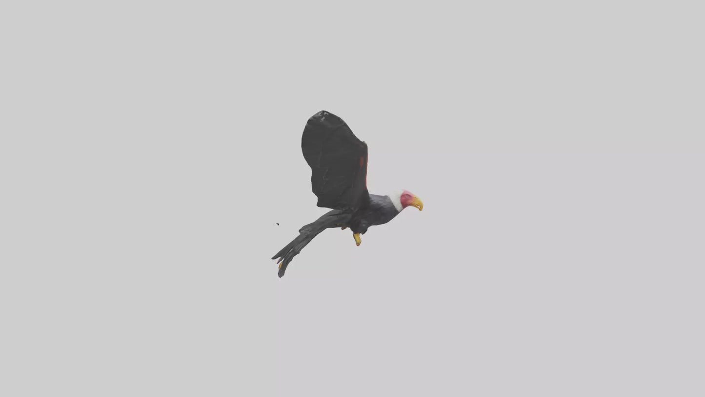 3D model California Condor gliding model VR / AR / low-poly
