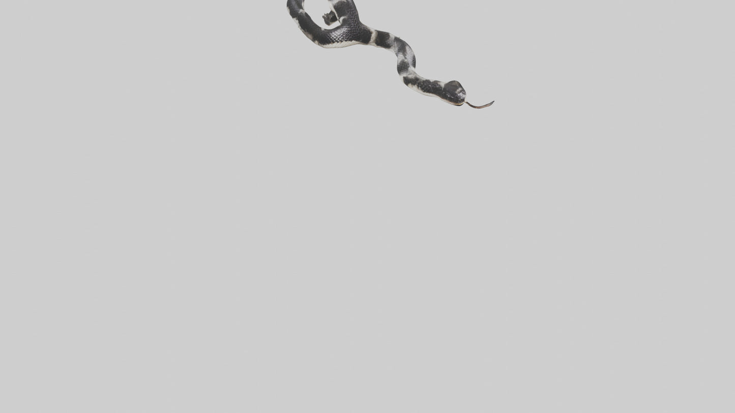 3D model California King Snake slithering model VR / AR / low-poly