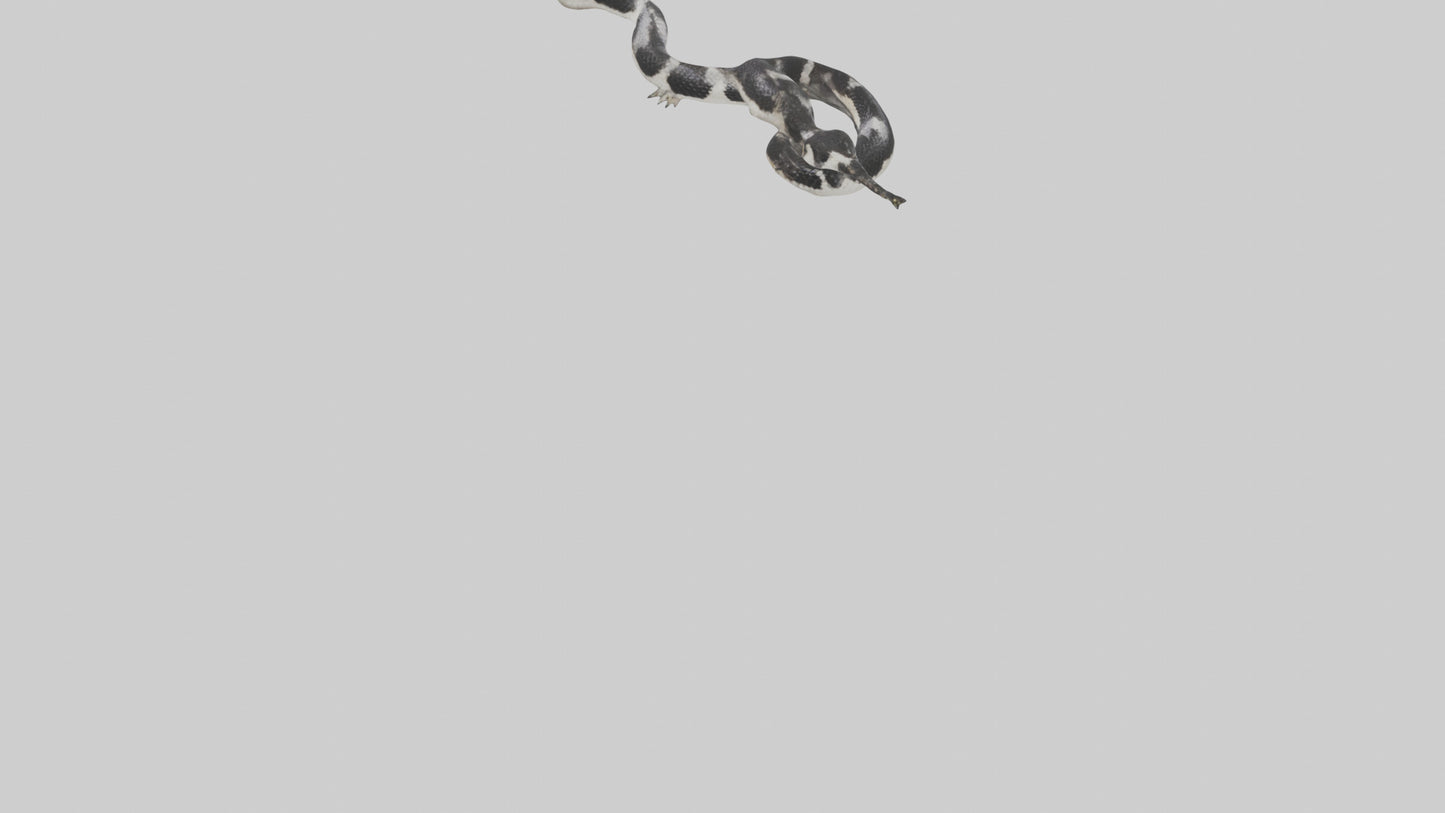 3D model California King Snake slithering model VR / AR / low-poly