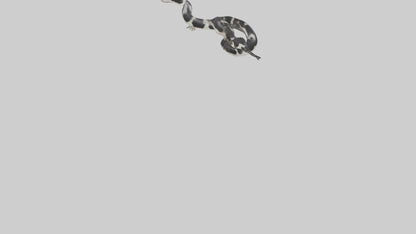 3D model California King Snake slithering model VR / AR / low-poly