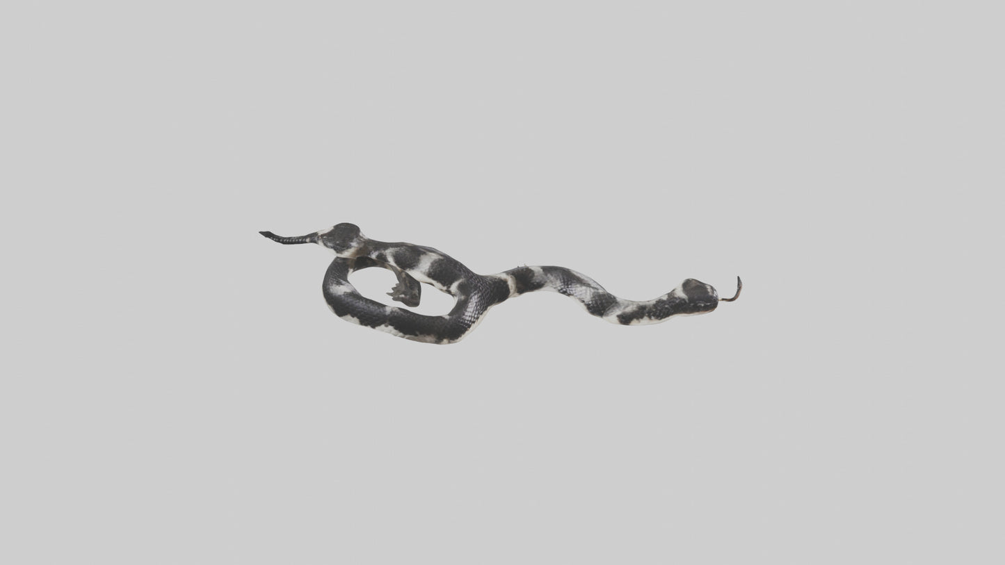 3D model California King Snake slithering model VR / AR / low-poly