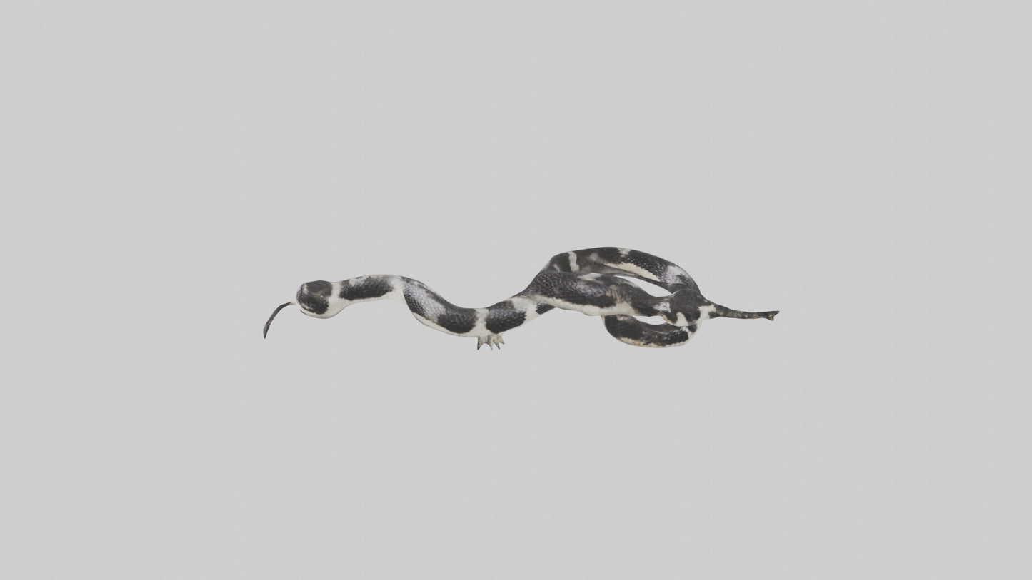 3D model California King Snake slithering model VR / AR / low-poly