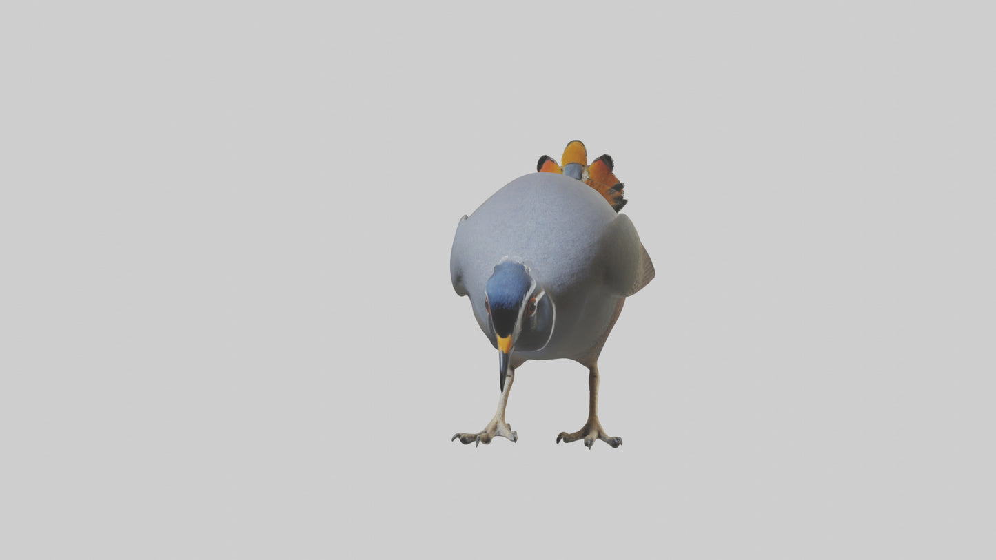 3D model California Quail scratching model VR / AR / low-poly