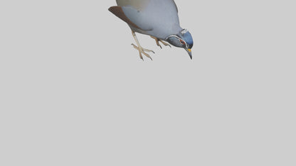 3D model California Quail scratching model VR / AR / low-poly