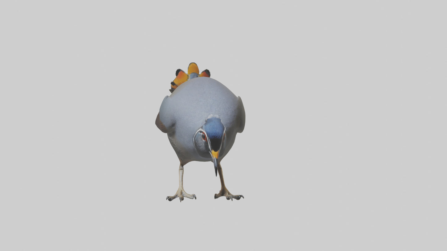 3D model California Quail scratching model VR / AR / low-poly