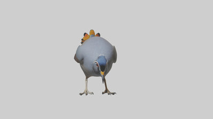 3D model California Quail scratching model VR / AR / low-poly